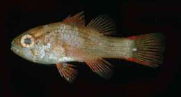 Image of Cardinalfish