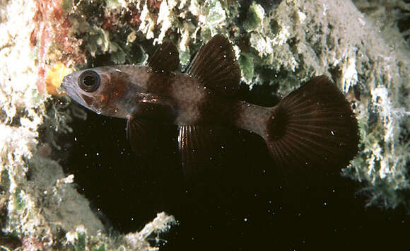 Image of Paddlefish cardinalfish