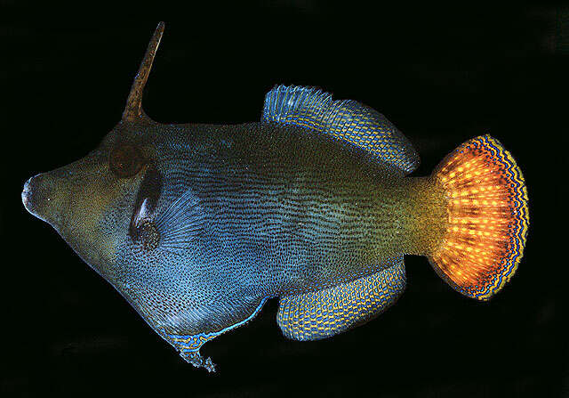 Image of Blackbar Filefish