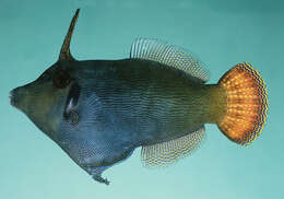 Image of Blackbar Filefish