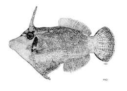 Image of Blackbar Filefish