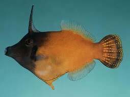 Image of Black-headed Leatherjacket