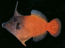 Image of Black-headed Leatherjacket