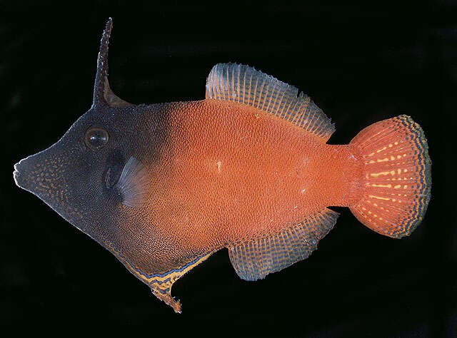 Image of Black-headed Leatherjacket