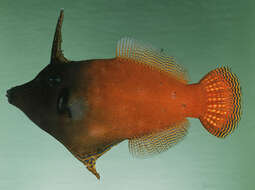 Image of Black-headed Leatherjacket