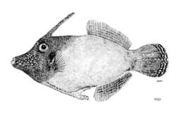 Image of Black-headed Leatherjacket