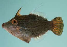 Image of Black-lined filefish