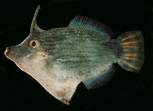 Image of Black-lined filefish