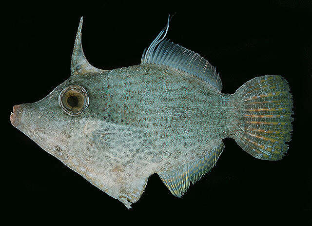 Image of Black-lined filefish