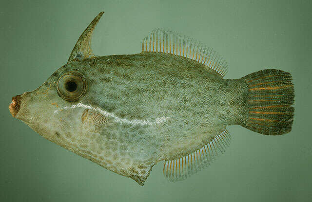 Image of Black-lined filefish