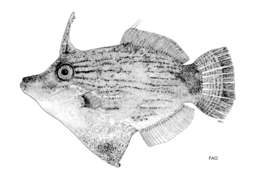 Image of Black-lined filefish