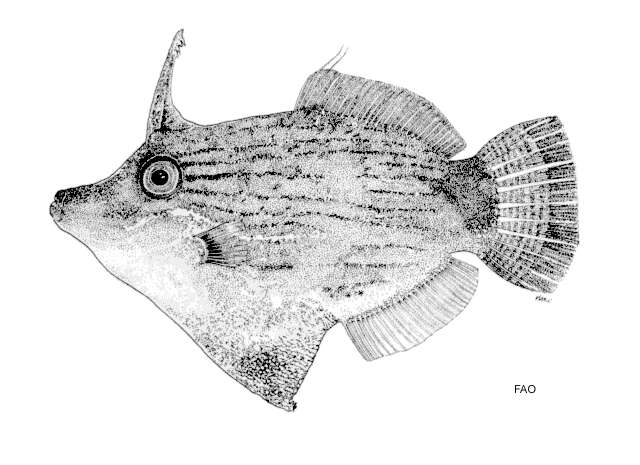 Image of Black-lined filefish