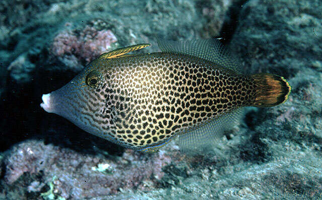 Image of Fantail filefish
