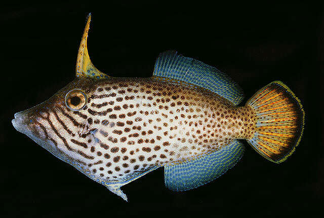 Image of Fantail filefish