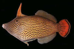 Image of Fantail filefish