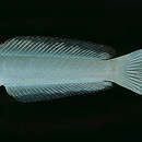 Image of Arabian dartfish