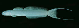 Image of Arabian dartfish