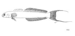 Image of Arabian dartfish