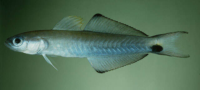 Image of Arrow dart-goby