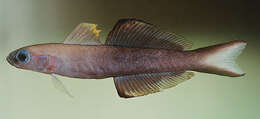 Image of Arrow dart-goby