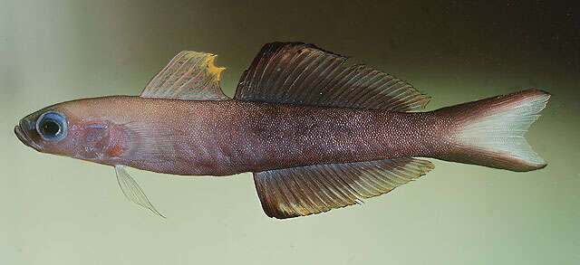 Image of Arrow dart-goby