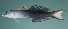 Image of Arrow dart-goby