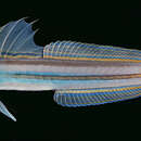 Image of Glorious dart-goby