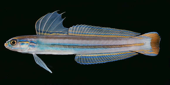 Image of Glorious dart-goby