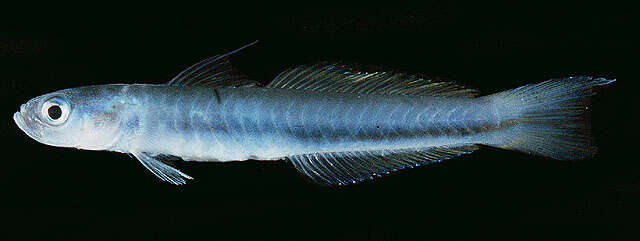 Image of Blue hana goby