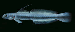 Image of Blue hana goby