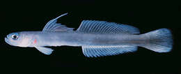 Image of Blue hana goby