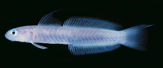 Image of Blue hana goby