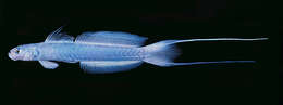 Image of Blue hana goby