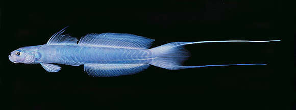 Image of Blue hana goby