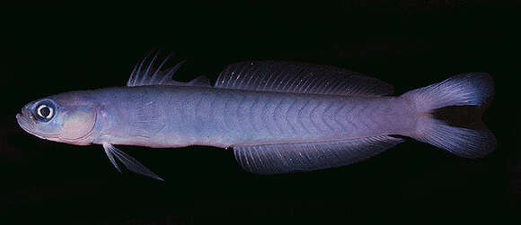 Image of Blacktail goby