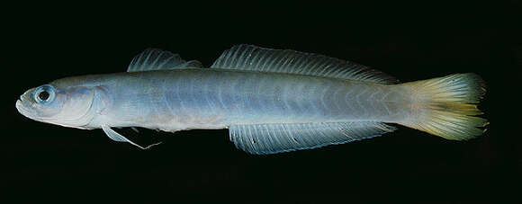 Image of Blacktail goby