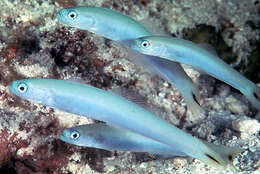 Image of Blacktail goby