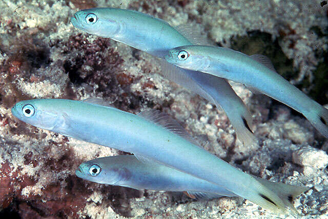 Image of Blacktail goby