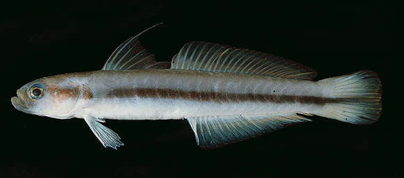 Image of Ptereleotris rubristigma