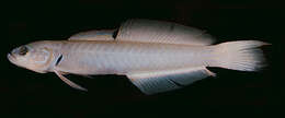 Image of Blue gudgeon