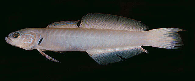 Image of Blue gudgeon