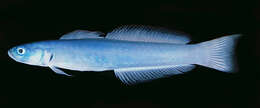 Image of Blue gudgeon