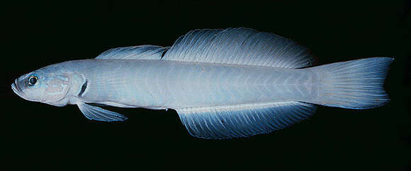 Image of Blue gudgeon