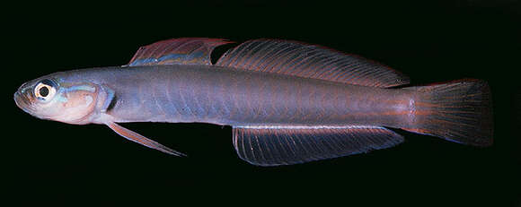 Image of Blue gudgeon