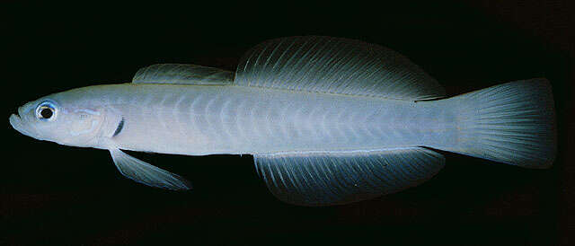 Image of Blue gudgeon