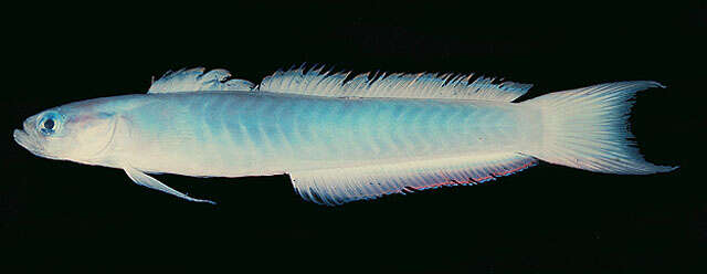 Image of Lyre-tail dart goby