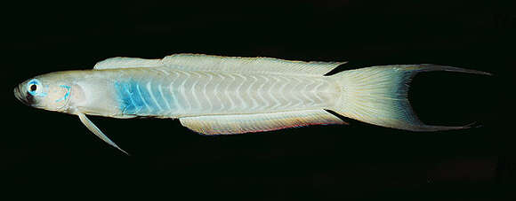 Image of Lyre-tail dart goby