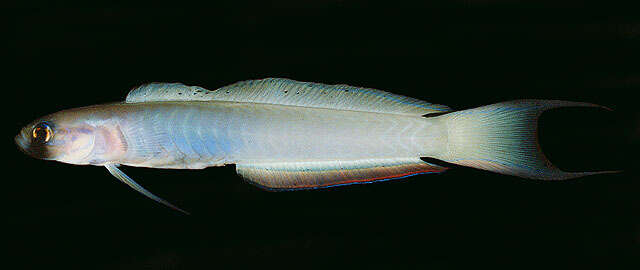 Image of Lyre-tail dart goby