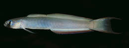 Image of Lyre-tail dart goby