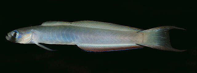 Image of Lyre-tail dart goby